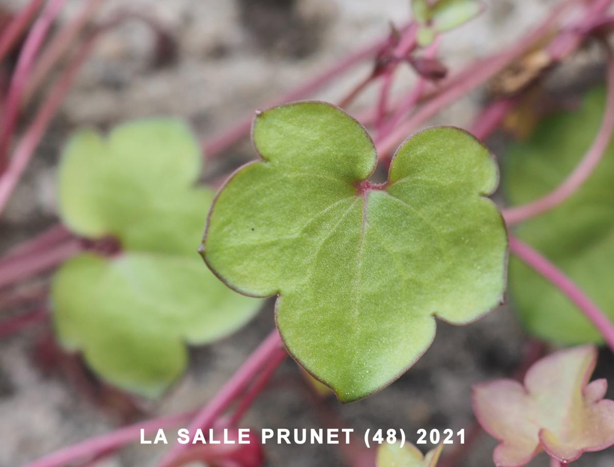 Toadflax, Ivy-leaved leaf